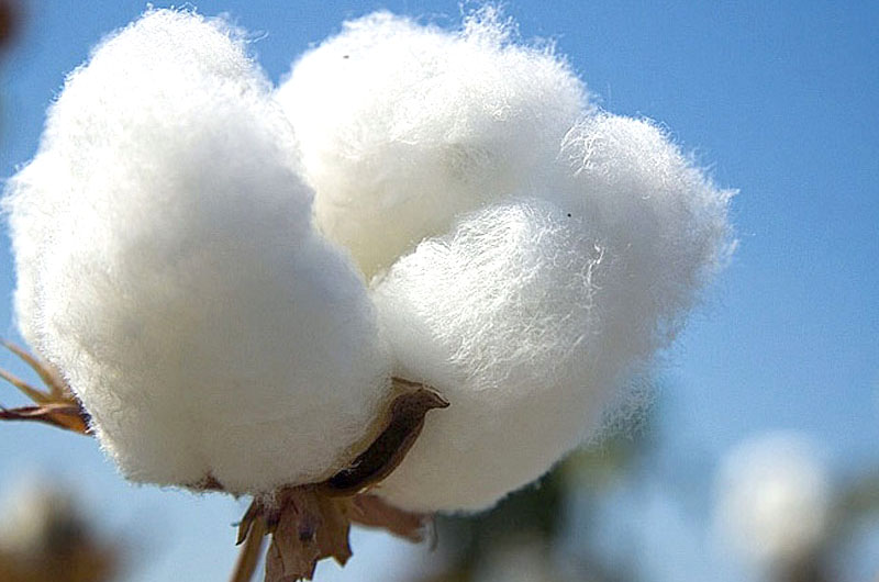 Primer plano de bellotas o motas de algodón natural sobre una rama contra el cielo azul, ilustrando la materia prima para el análisis del precio del algodón y la caída de inventarios mundiales de fibras textiles - Induservi S.A.S.
